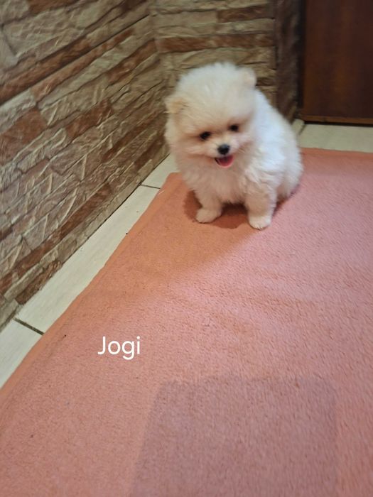 Sprzedam Psa rasy Szpic Pomeranian
