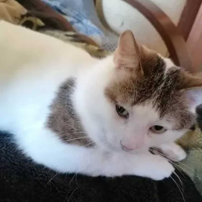 JULUŚ - do adopcji kotek o niezwykłym ogonku :D