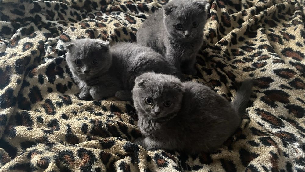 Британці (коротко шерстні)