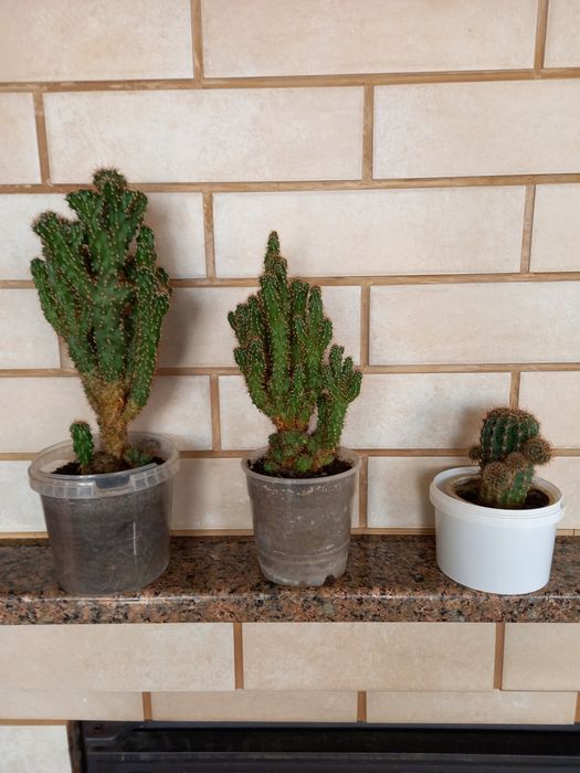 Кактуси- кімнатні рослини.