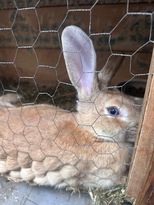 Coelhos de raça média/grande