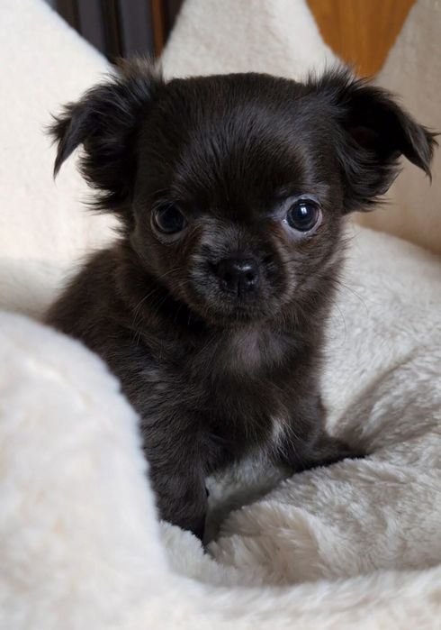 Niebieski długowłosy chłopiec Chihuahua