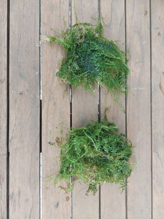 plantas aquário de fácil manutenção