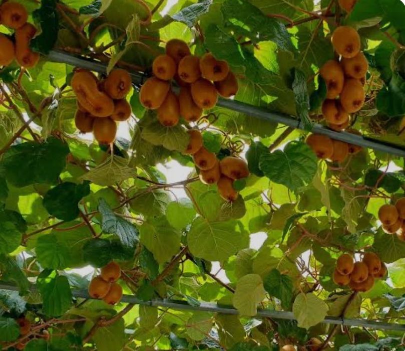 Kiwis 100% Biologicos