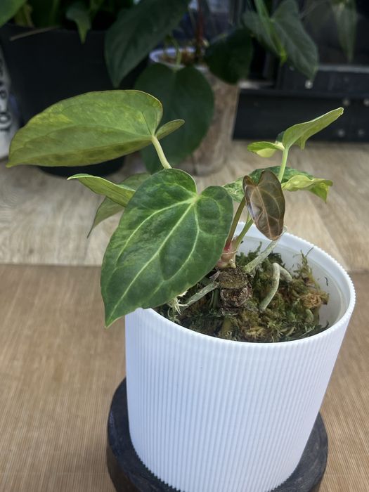 Anthurium Papillilaminum variegata