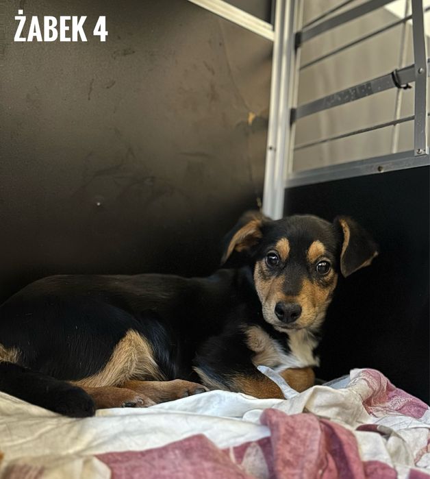 Szczeniaki do adopcji. Żabki.