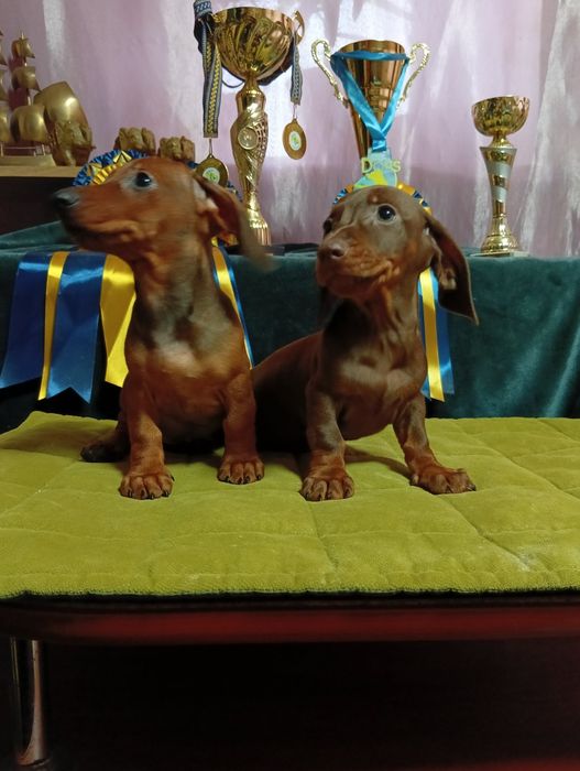 Щенки таксы стандарт с документами клуба