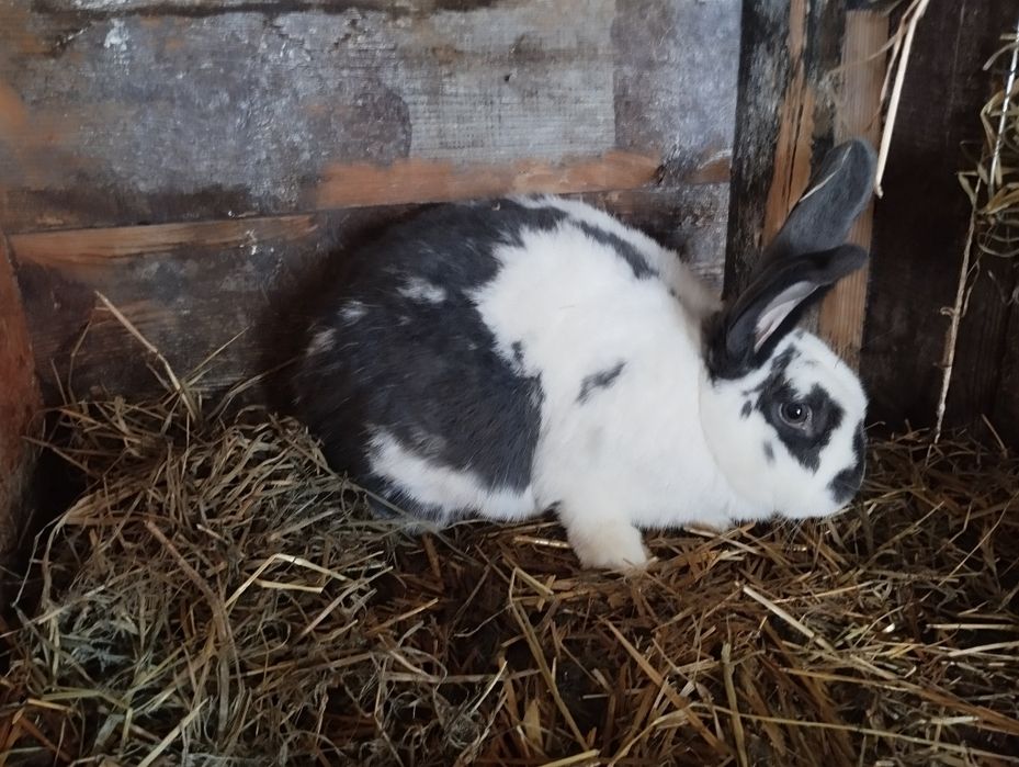 Królik samica roczna kotna