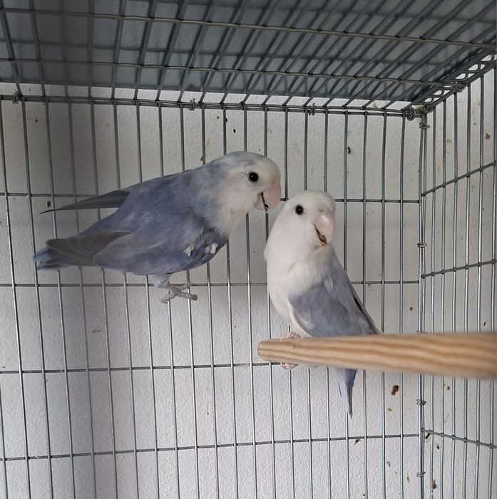 Casal de Agapornis
