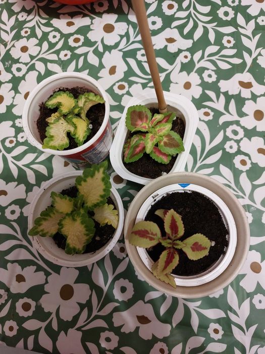 Koleus blumego 15zł  za 3 szt