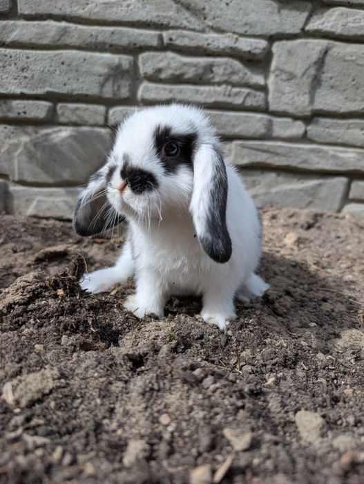 Mini lop, baranek miniaturka, metryka