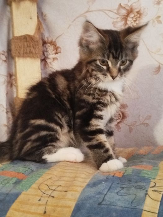 Kot rasy MAINE COON z Rodowodem Racławówka • OLX.pl