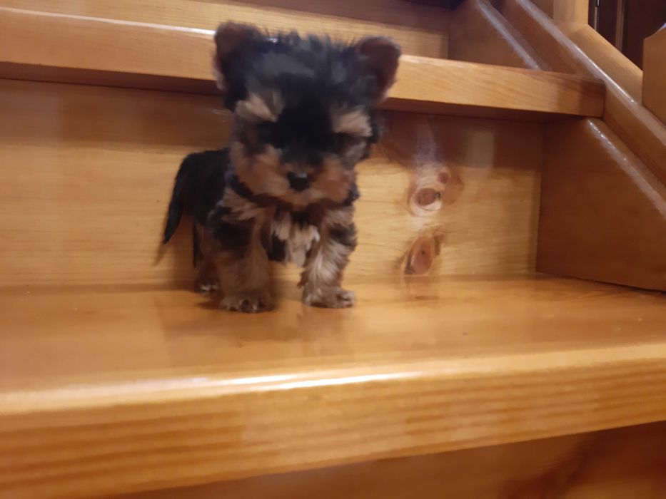 МИНИ малышка Йорочка!