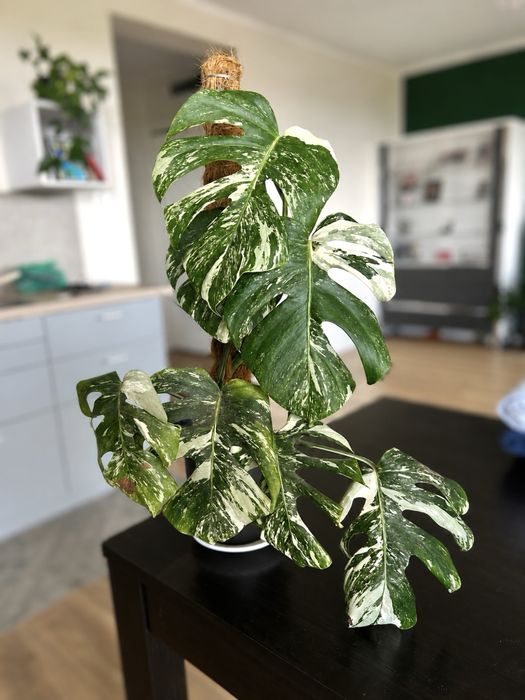 Monstera vargiegata