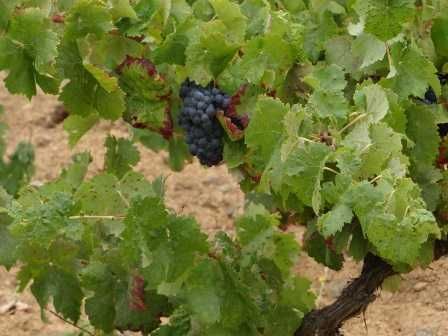 Prédio rústico (terreno) 2,4 hectares à beira da estrada