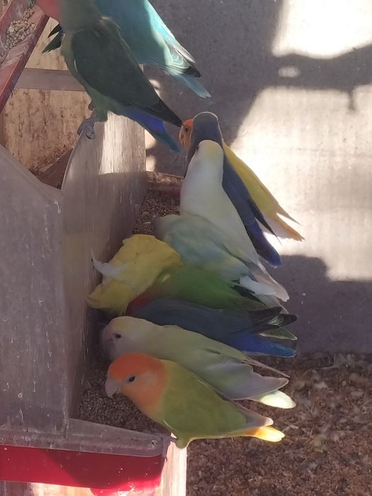 Agapórnis de todas as cores