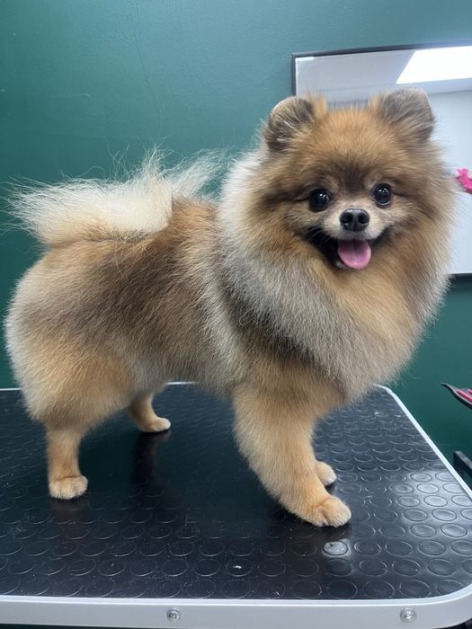 Стрижка собак. Грумінг для ваших улюбленців.