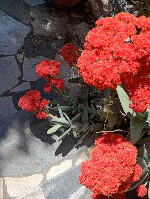 Venda de Plantas Variadas – Ornamentais e de Cultivo