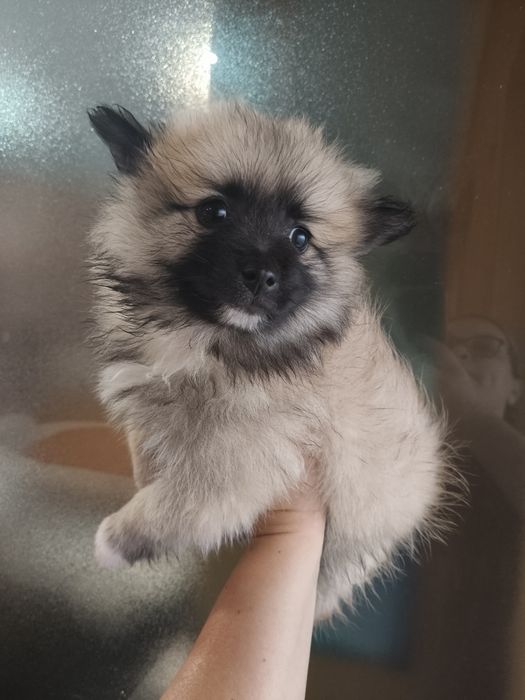 Spitz alemão menino