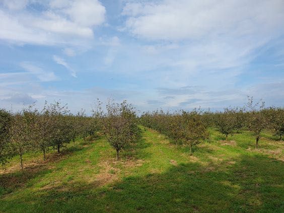 Sad Wiśniowy Owocujący | 1,46 ha | Pawłowice, gm. Solec nad Wisłą