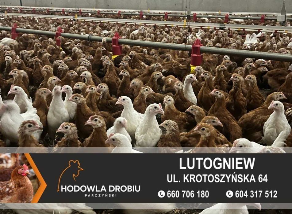 Kury Nioski Rosa, Leghorn, NovoGen Brown! MŁODE NIOSKI!