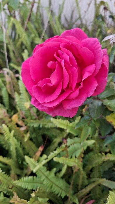 Massagens a domicílio Alcanena