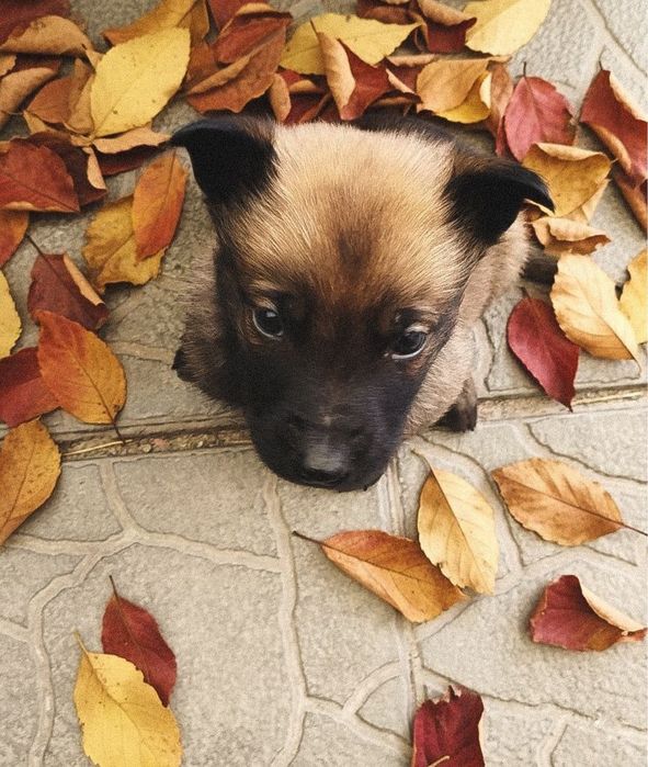 Бельгійська вівчарка цуценята малінуа