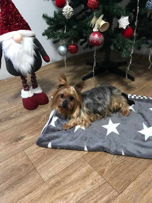 продається дівчинка Йорк