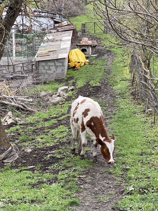 Продам теличку 1 рік
