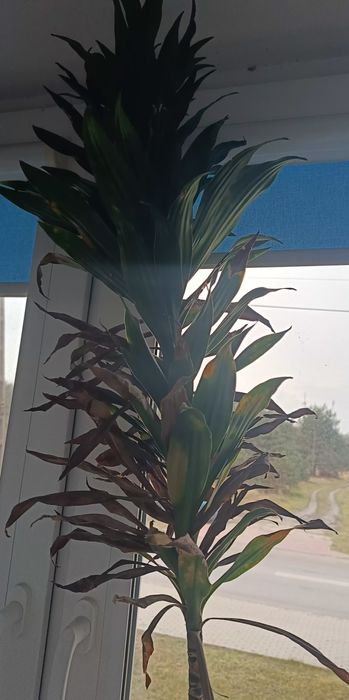Kwiat doniczkowy dracena wonna