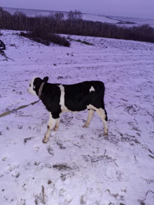 Продам бичка 06.12.25