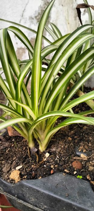 Clorofito ou planta aranha (floreira não incluída)