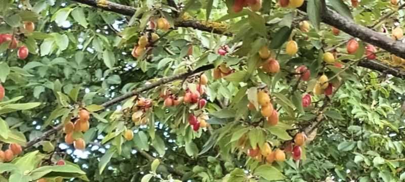 Kompot z owoców derenia