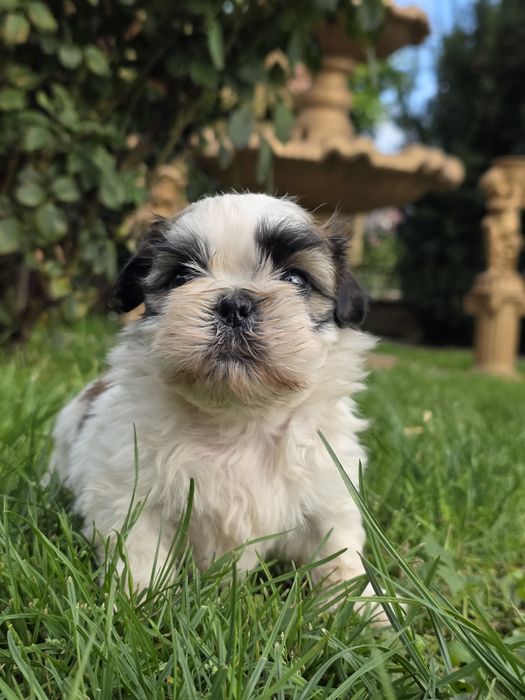 Sliczna suczka shih tzu
