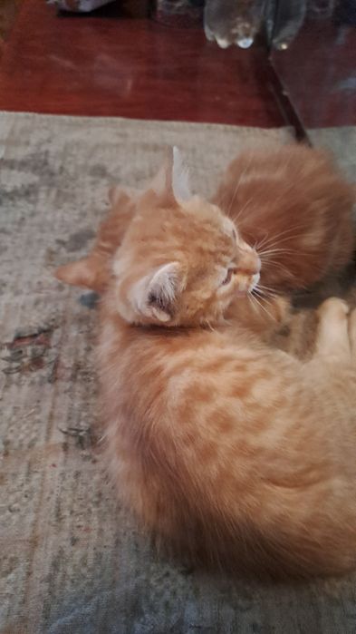 Отдам бесплатно 2-х котиков