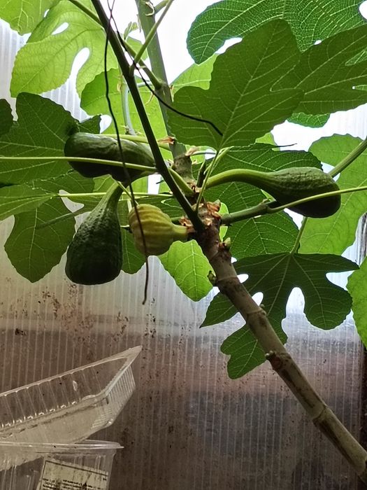 Помелло Свити и др. цитрусовые