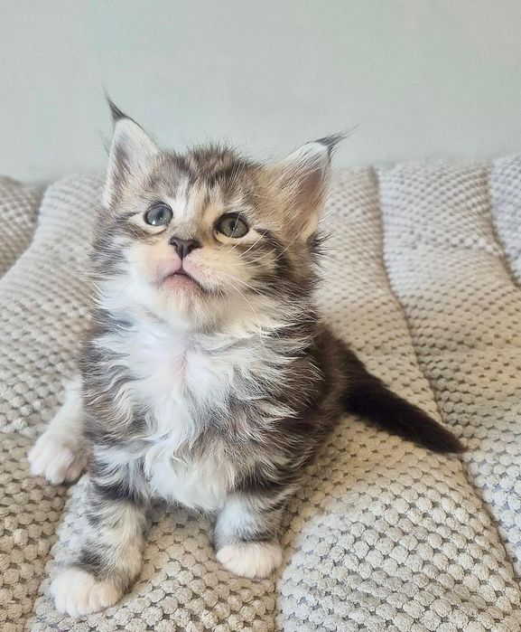 Srebrzysty z białym kocurek Maine coon!!!