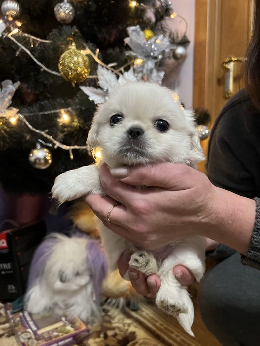 Цуценята пекінеса