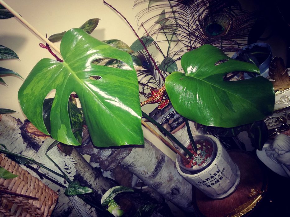 Monstera Green on Green Variegata GoG Large F philodendron filodendron