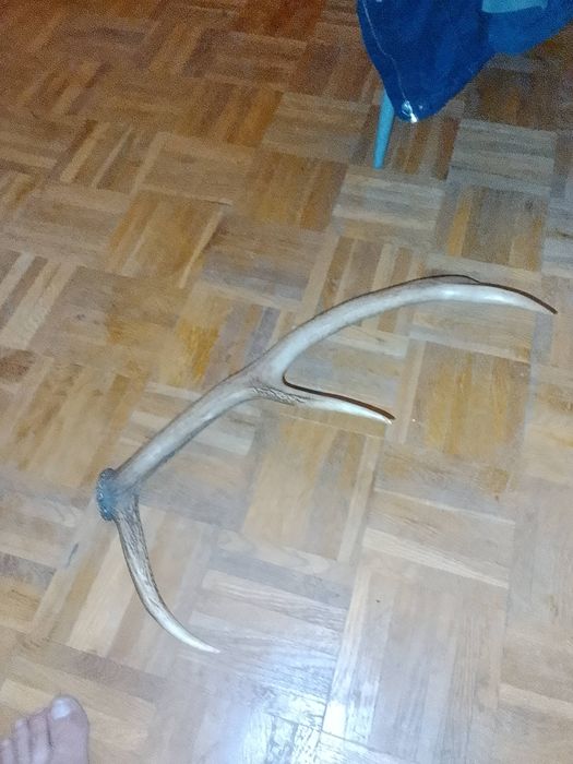Poroże na sprzedaż