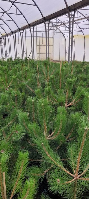 Sosna żółta 100-500 cm  Pinus Nigra austriacka czarna