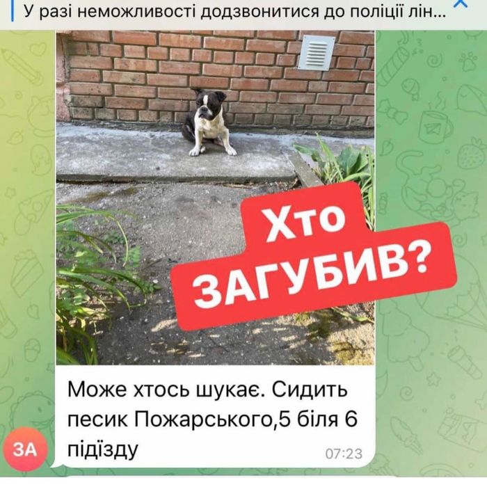 Шукаємо надійних господарів!