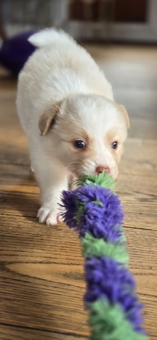 Border Collie   piesek  gold ee red-ZKwP FCI