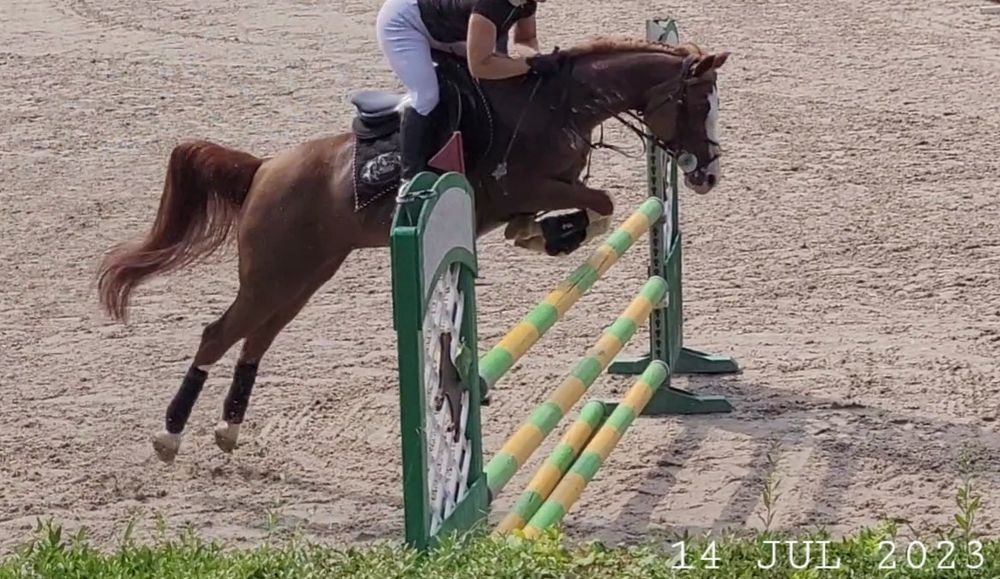 Wybitna klacz arabska (kuc) | Na MATKĘ