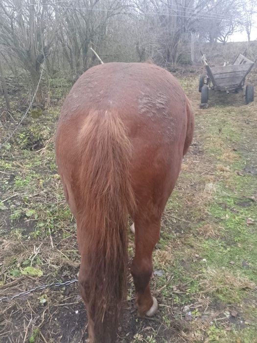 Продається кобила!