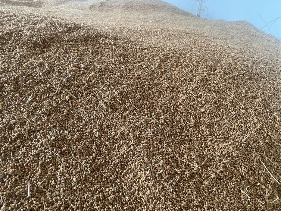 Зерно сорго 2025 року