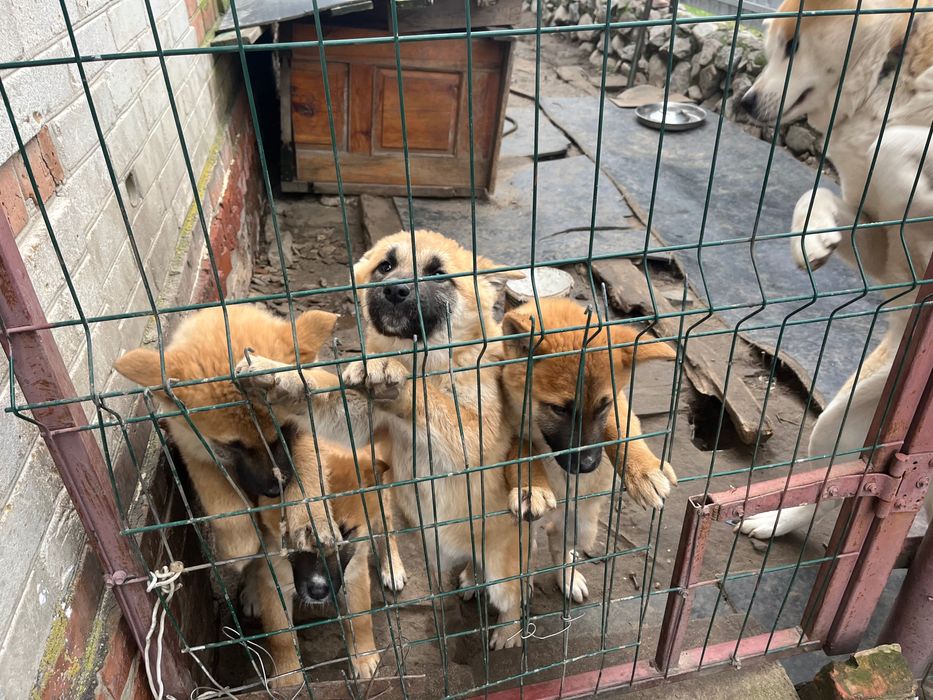 Віддам цуценя безкоштовно