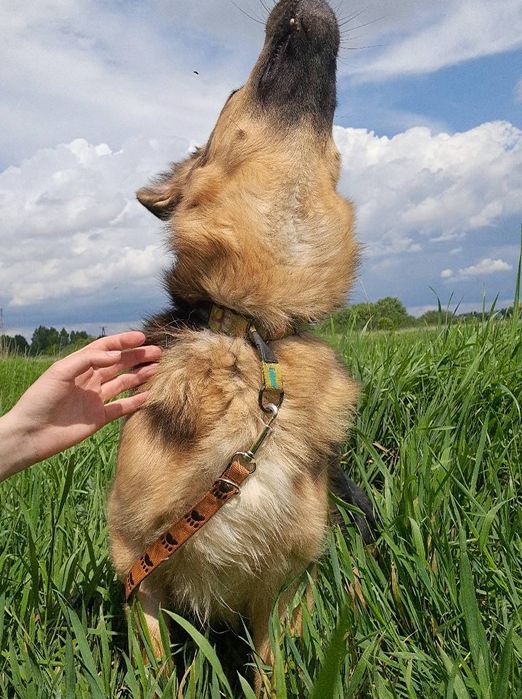 Suchar do pilnej adopcji!