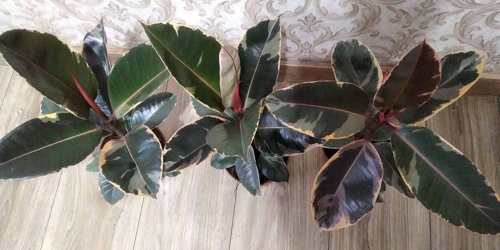 Фікус Тінеке,Бейліз,Абіджан,Шріверіана