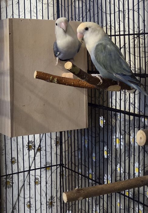 Papugi para Nierozłączka  niebieska - 200zł